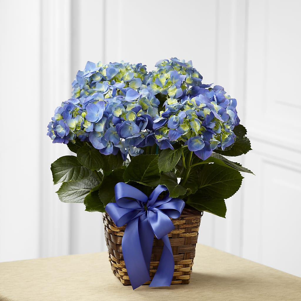 Blue Hydrangea Planter – For The Love Of Flowers, Johns Island SC