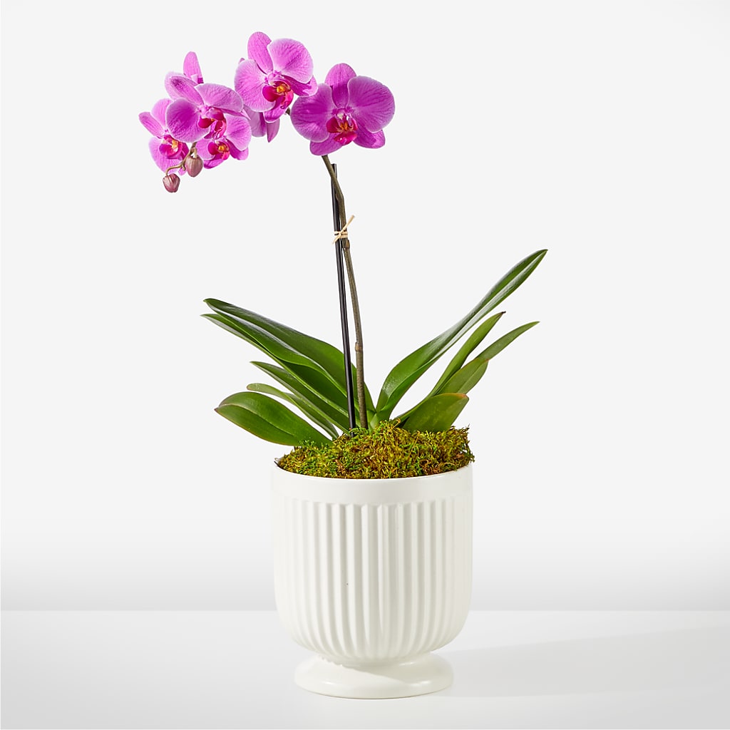 Friendly Fuchsia Orchid – For The Love Of Flowers, Johns Island SC