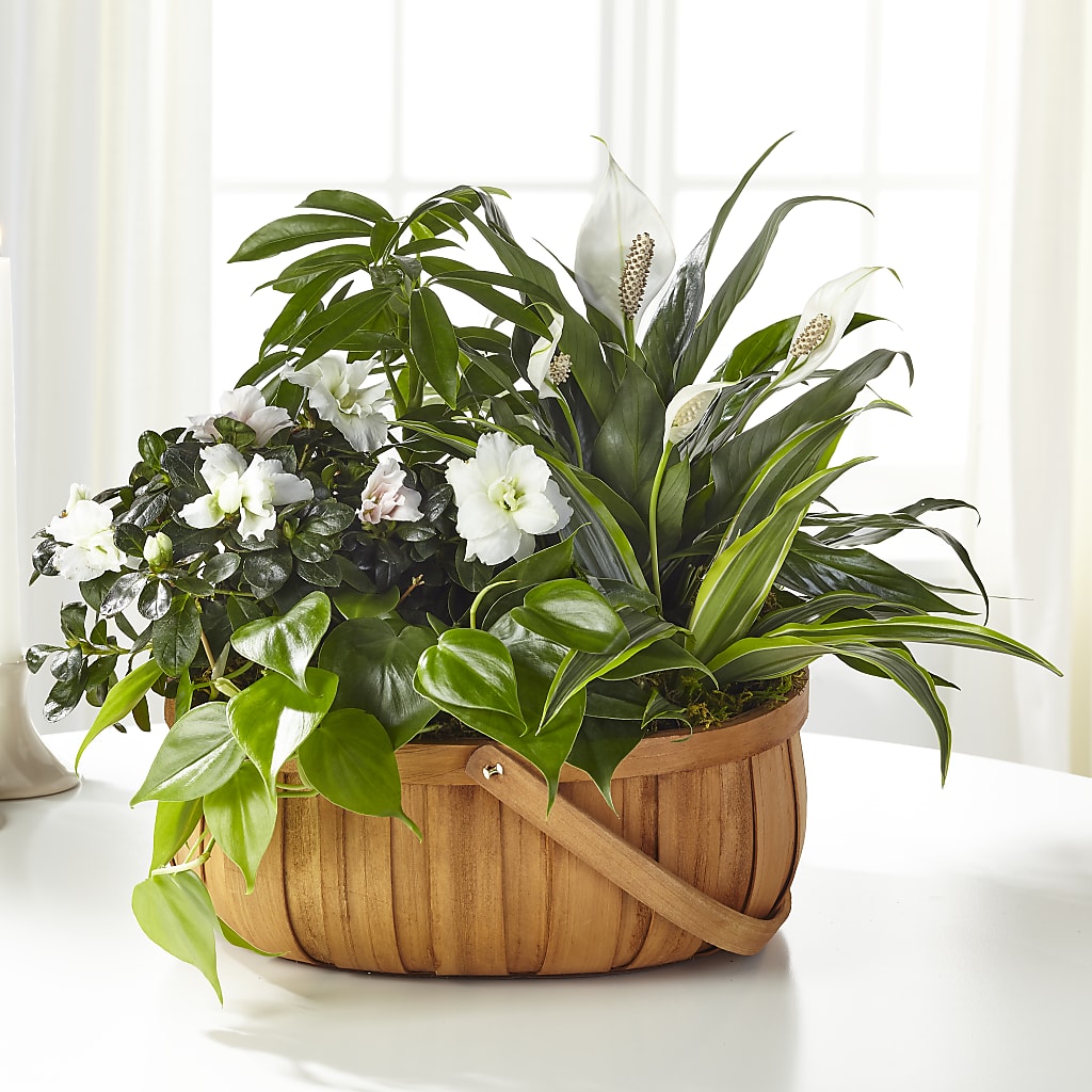 Serene Dishgarden – For The Love Of Flowers, Johns Island SC