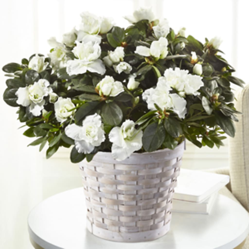 White Azalea Plant – For The Love Of Flowers, Johns Island SC