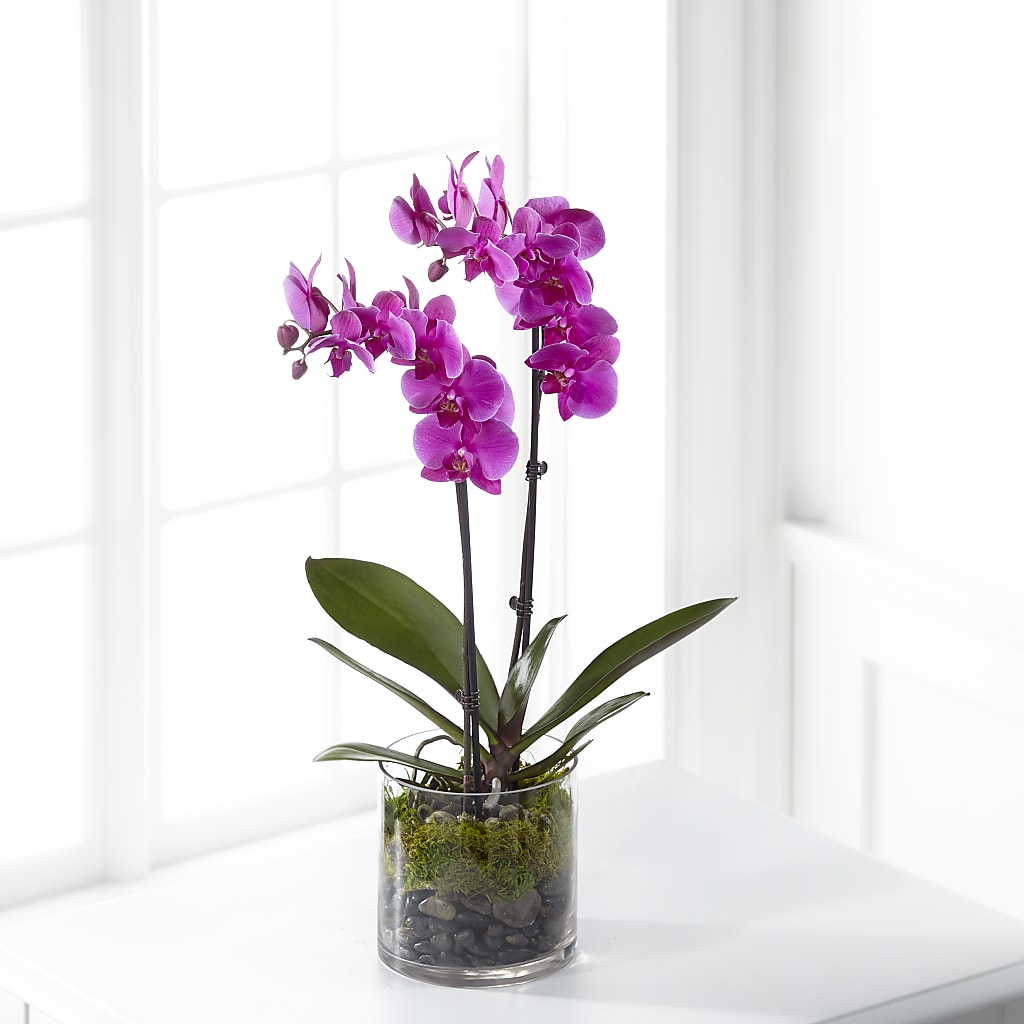 Pink Orchid Plant – For The Love Of Flowers, Johns Island SC