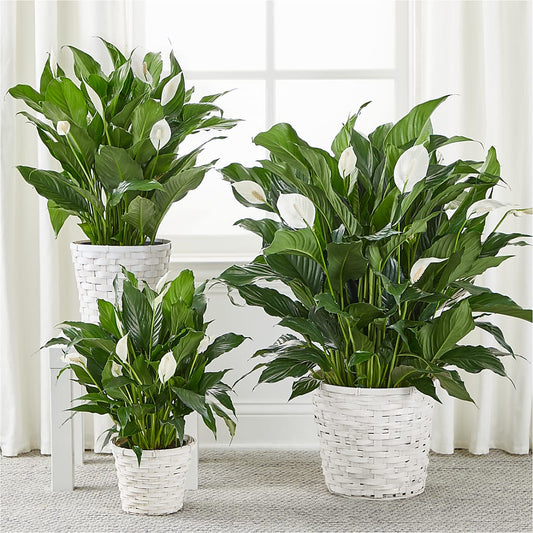 A New Leaf Peace Lily – For The Love Of Flowers, Johns Island SC