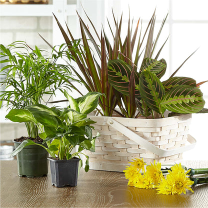 Florist Designed Blooming and Green Plants in a Basket –  For The Love Of Flowers, Johns Island SC