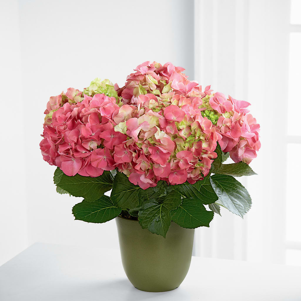 Pink Hydrangea Planter –  For The Love Of Flowers, Johns Island SC