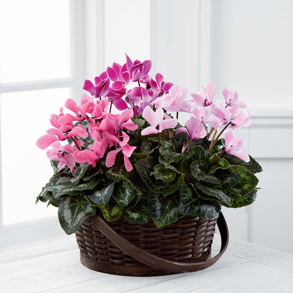Mixed Cyclamen Planter –  For The Love Of Flowers, Johns Island SC