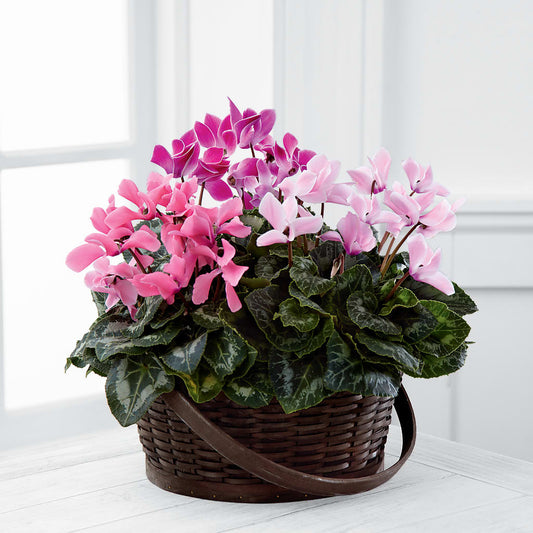 Mixed Cyclamen Planter –  For The Love Of Flowers, Johns Island SC