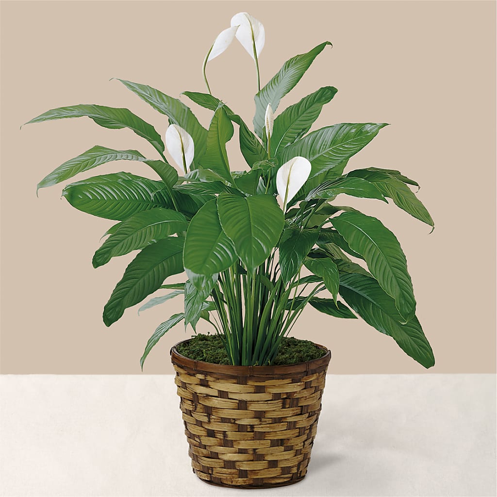 Tranquil Moments Peace Lily Plant –  For The Love Of Flowers, Johns Island SC