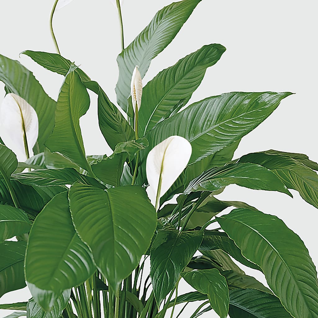 Tranquil Moments Peace Lily Plant –  For The Love Of Flowers, Johns Island SC