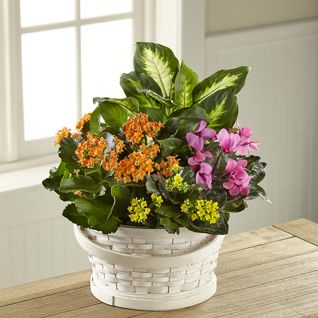 Color Crush Dishgarden –  For The Love Of Flowers, Johns Island SC