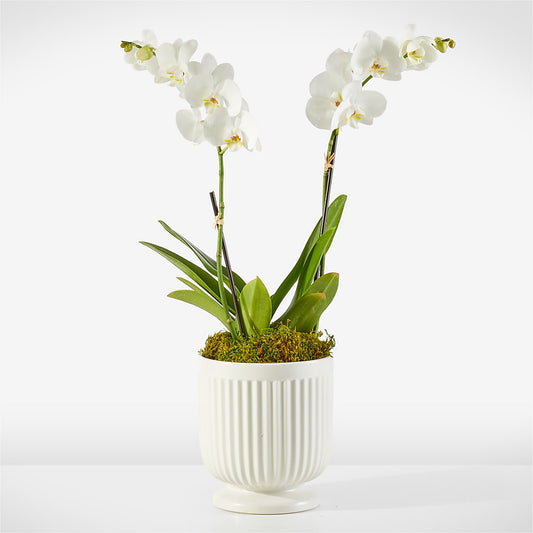 Whispering White Orchid –  For The Love Of Flowers, Johns Island SC