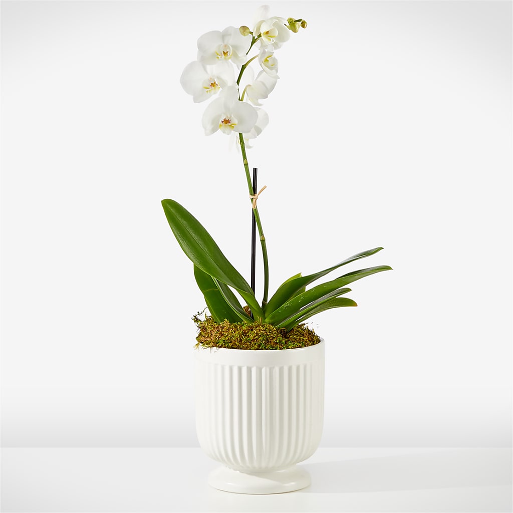 Whispering White Orchid –  For The Love Of Flowers, Johns Island SC