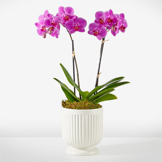Friendly Fuchsia Orchid –  For The Love Of Flowers, Johns Island SC