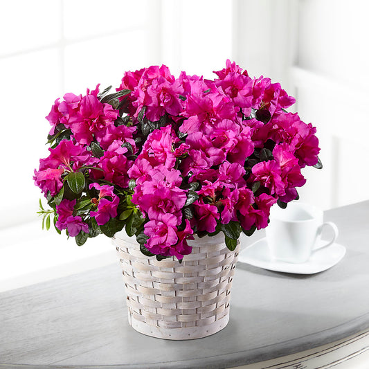 Hope & Serenity Azalea Plant –  For The Love Of Flowers, Johns Island SC
