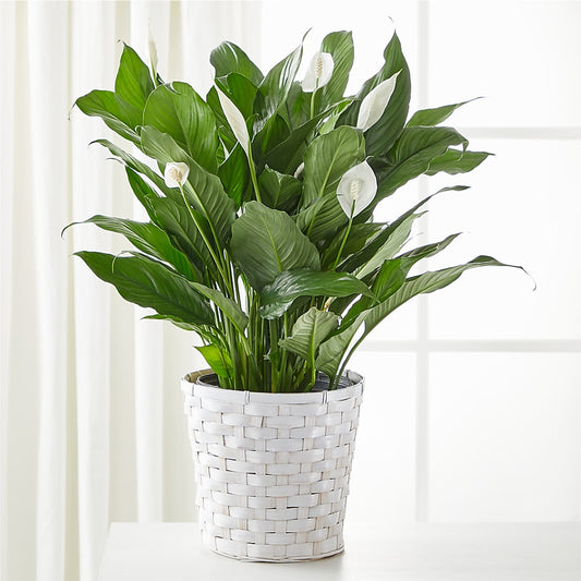 A New Leaf Peace Lily –  For The Love Of Flowers, Johns Island SC