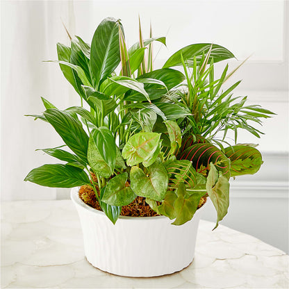 Balance & Harmony Dishgarden –  For The Love Of Flowers, Johns Island SC