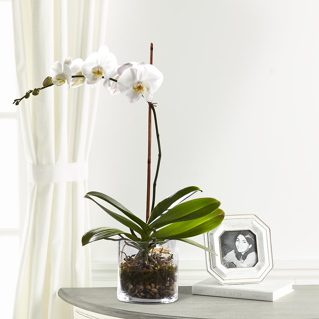 White Orchid Planter –  For The Love Of Flowers, Johns Island SC