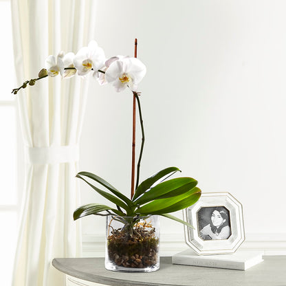 White Orchid Planter –  For The Love Of Flowers, Johns Island SC